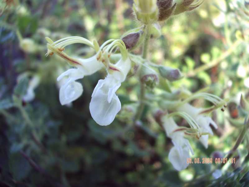 Teucrium flavum subsp. glaucum